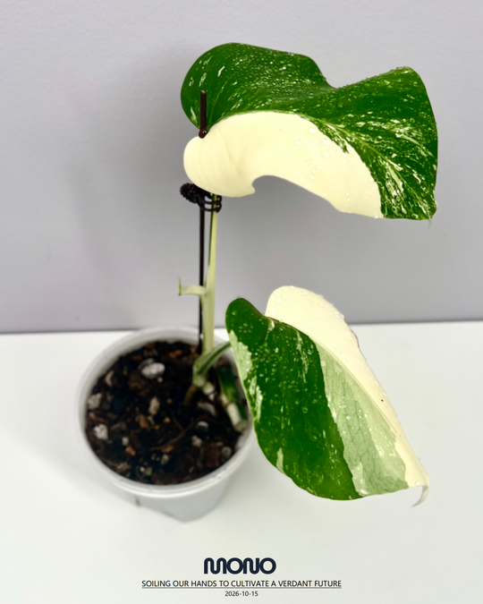 Monstera Borsigiana Albo Var.【长茎白】[MBAB]