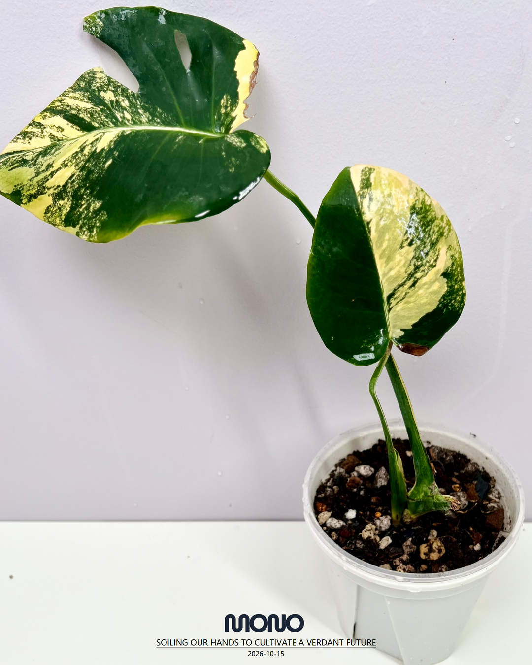 Monstera Deliciosa 'Yellow Marilyn'【玛丽莲短黄】[MDYEMA]