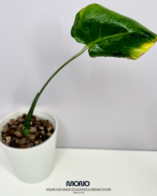 Monstera Deliciosa 'Blue Mist Lava'【青雾熔岩】[MDBMLA]