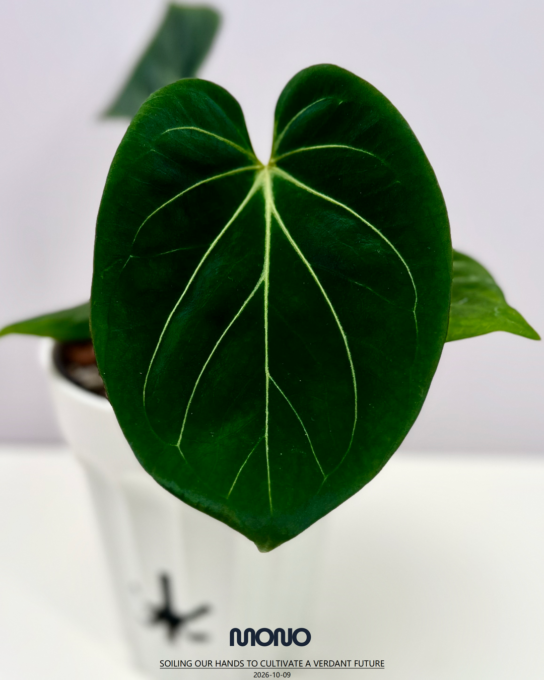 [Mono]【莫若·Hu家·KOS】Anthurium King of Spade by Hu