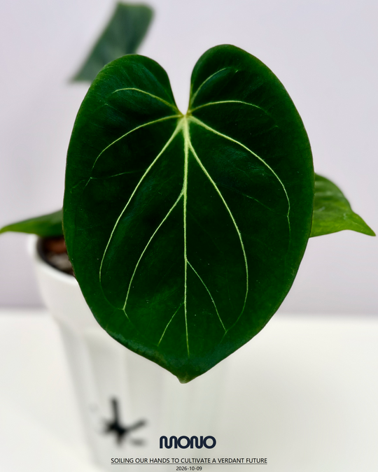 [Mono]【莫若·Hu家·KOS】Anthurium King of Spade by Hu