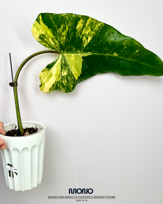 Philodendron 'Mango Shake'【芒果奶昔】[PHMASH]