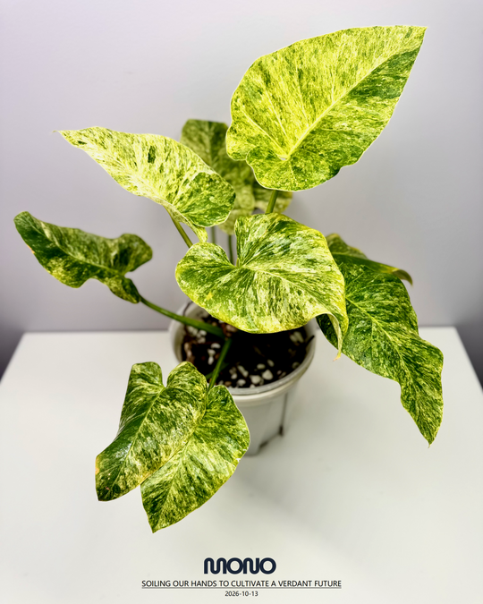 Philodendron Giganteum 'Blizzard'【暴风雪蔓绿绒】[PHGGBL]