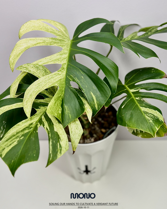 Monstera Deliciosa【Thai Jungle Mint】【泰国薄荷】[MDTHJM]