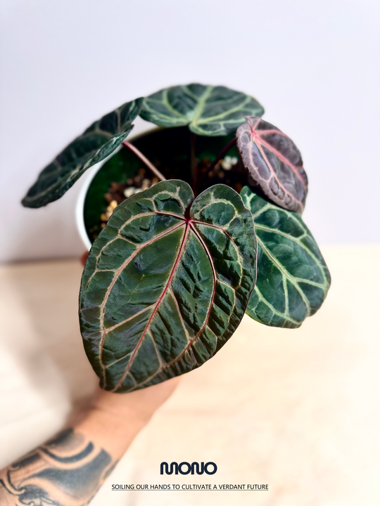 [Mono]【莫若·SSS级红水晶】Anthurium Red Crystallinum Tezula Grade SSS