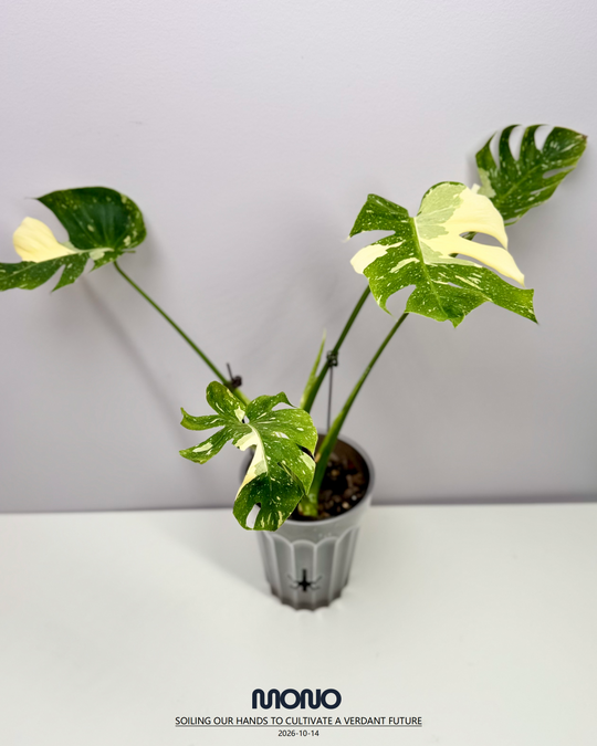 Monstera Deliciosa 'Fishbone'【鱼骨龟背竹】[MDFIBO]