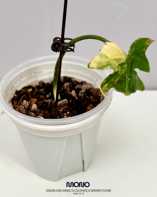 Philodendron 'Radiatum' Aurea Var.【黄锦辐射蔓绿绒】[PHRAAU]