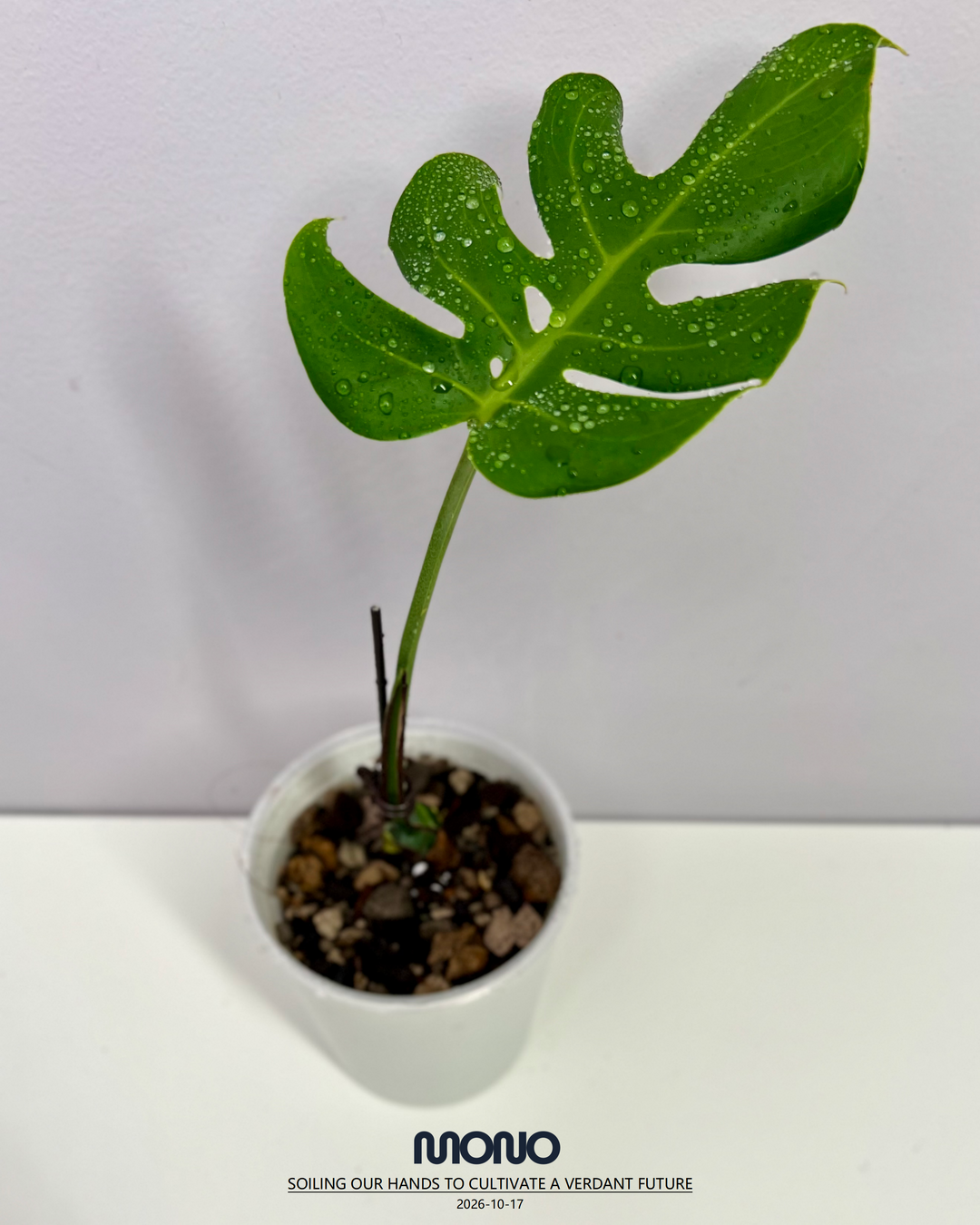 Monstera Deliciosa 'Compacta'【侏儒】[MDCOMP]