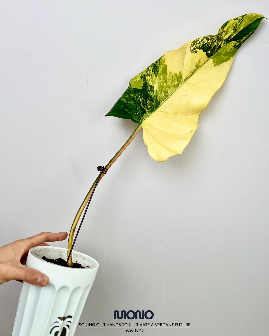 Philodendron 'Mango Shake'【芒果奶昔】[PHMASH]
