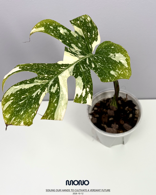 Monstera Deliciosa 【Creme Brulee】【焦糖布丁】[MDCRBR]