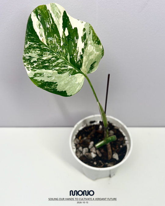 Monstera Borsigiana Albo Var.【长茎白】[MBAB]
