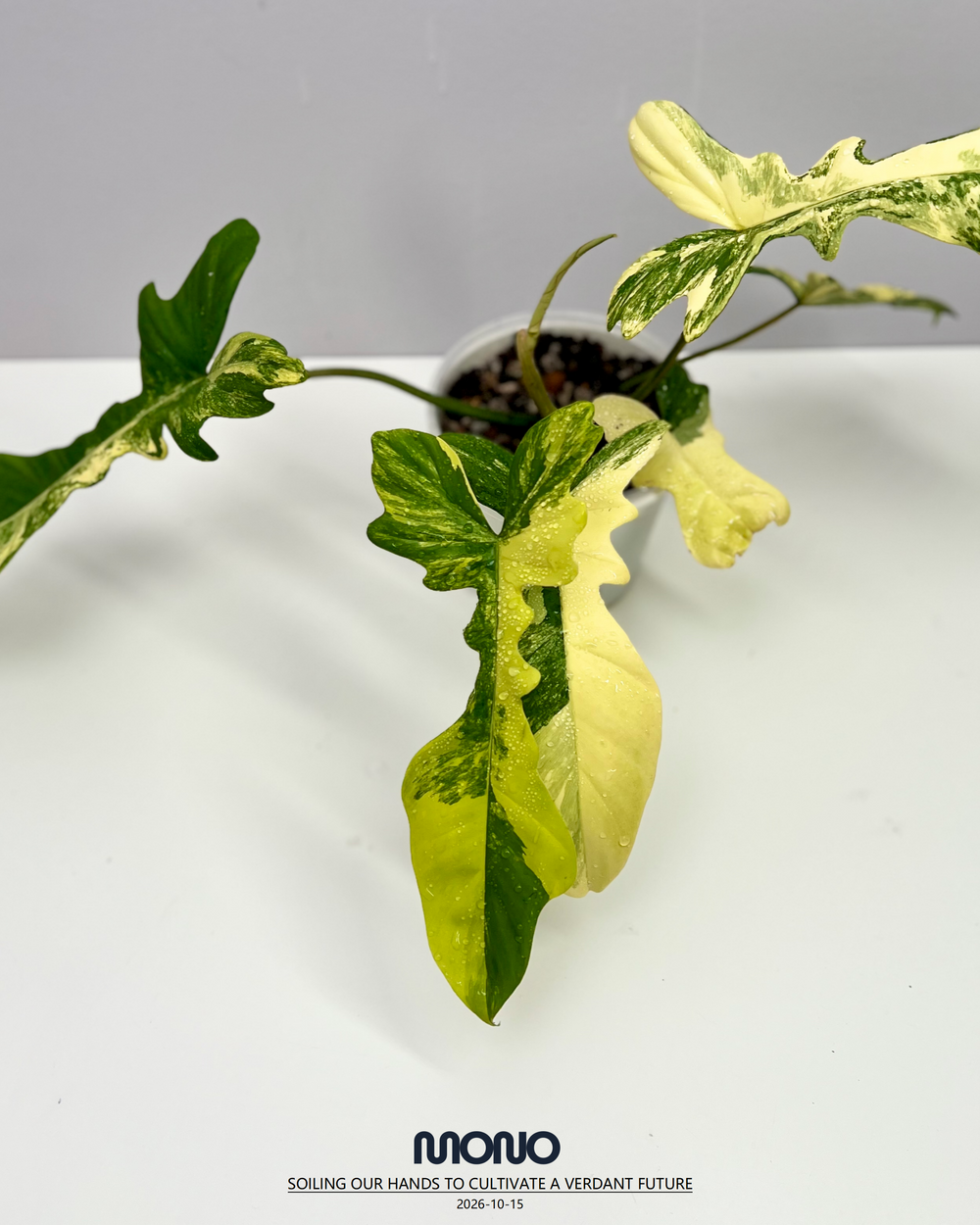 Philodendron 'Florida Beauty x Joepii' Aurea Var.【美人螳螂锦】[PHFBJO]
