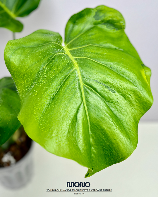Monstera Deliciosa 'Blue Mist Lava'【青雾熔岩】[MDBMLA]