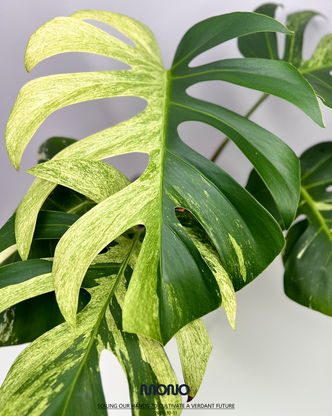 Monstera Deliciosa【Thai Jungle Mint】【泰国薄荷】[MDTHJM]