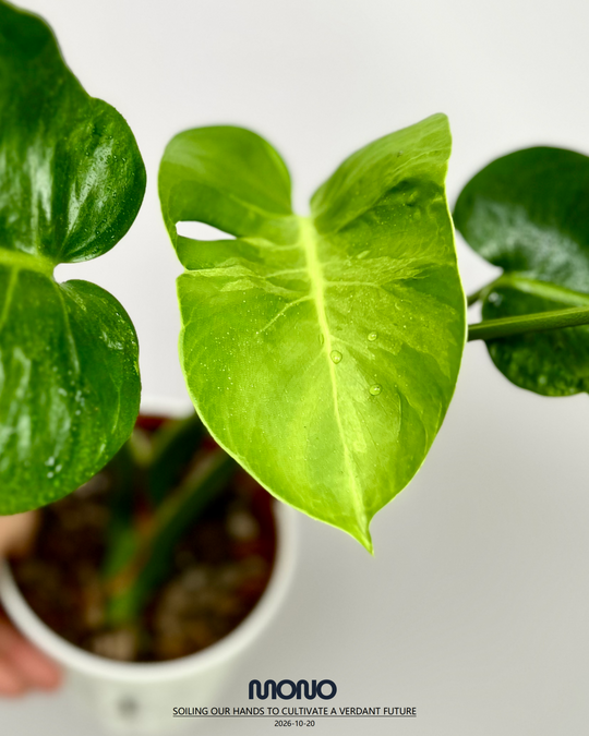 Monstera Deliciosa 'Poision Frog'【绿箭蛙】[MDPOFR]