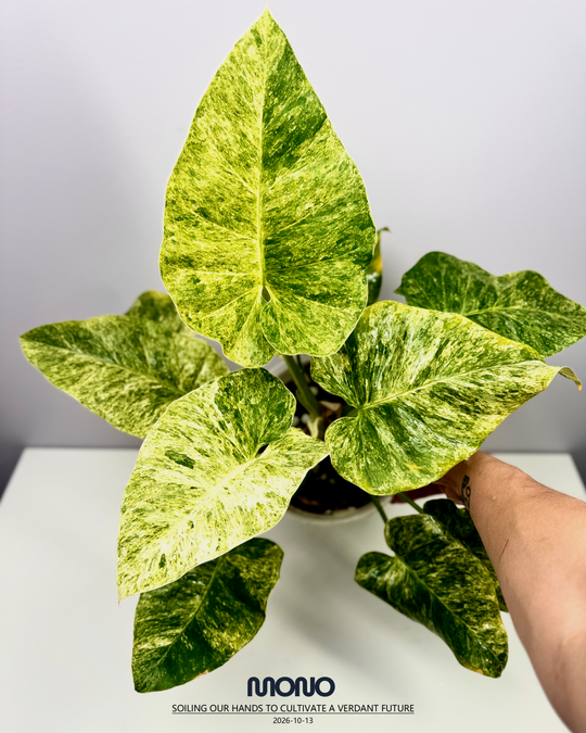 Philodendron Giganteum 'Blizzard'【暴风雪蔓绿绒】[PHGGBL]