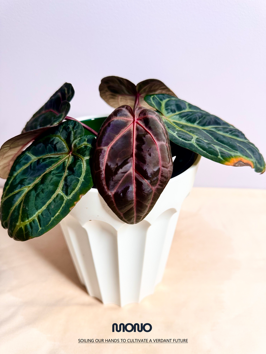 [Mono]【莫若·SSS级红水晶】Anthurium Red Crystallinum Tezula Grade SSS
