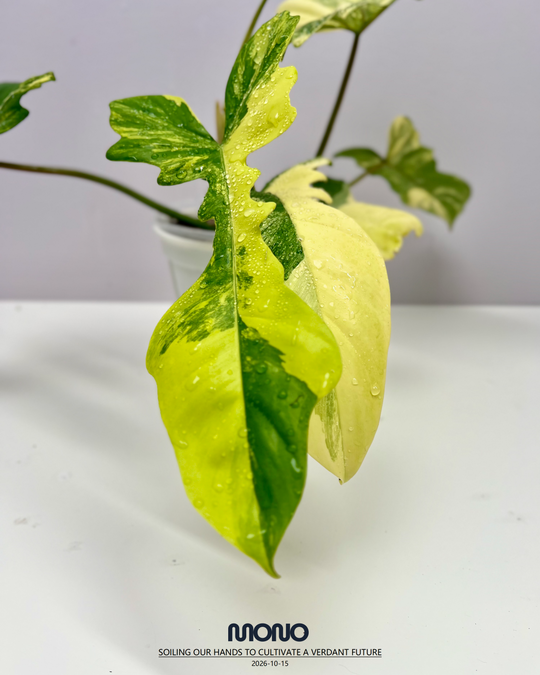 Philodendron 'Florida Beauty x Joepii' Aurea Var.【美人螳螂锦】[PHFBJO]