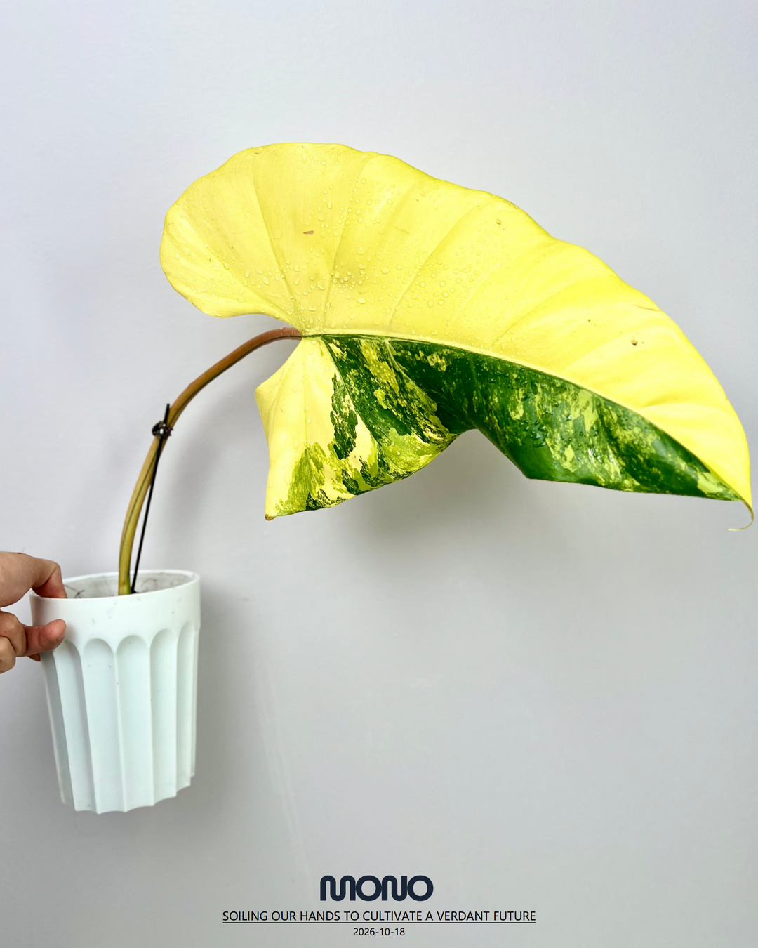Philodendron 'Mango Shake'【芒果奶昔】[PHMASH]