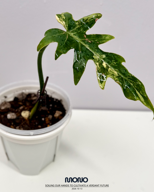 Philodendron 'Radiatum' Aurea Var.【黄锦辐射蔓绿绒】[PHRAAU]