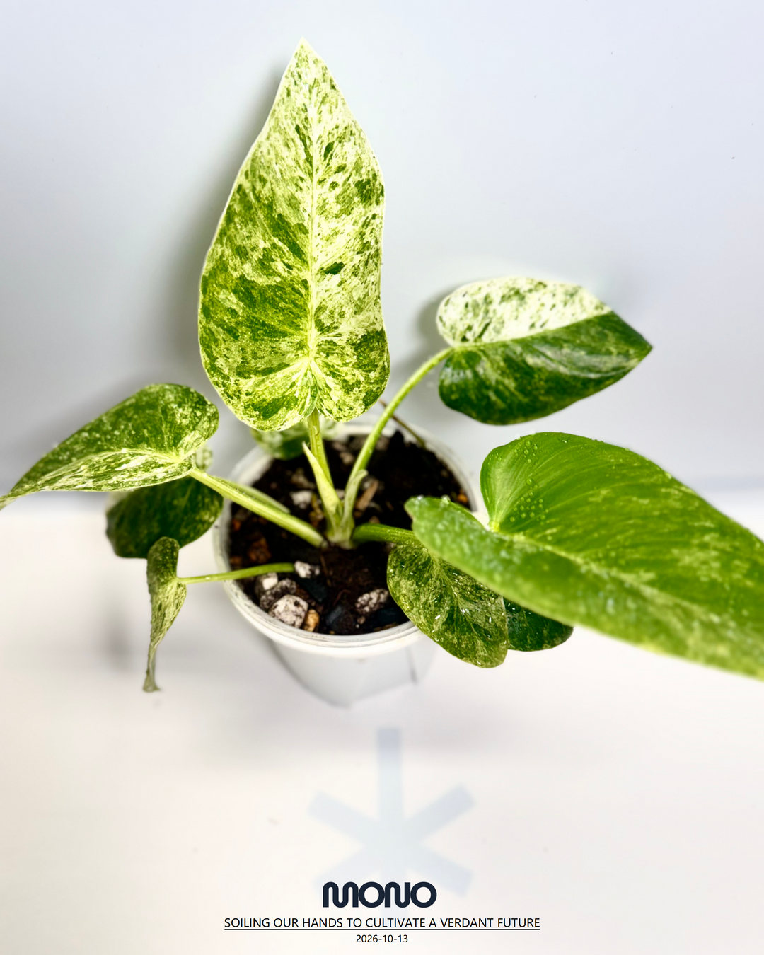 Philodendron Giganteum 'Blizzard'【暴风雪蔓绿绒】[PHGGBL]