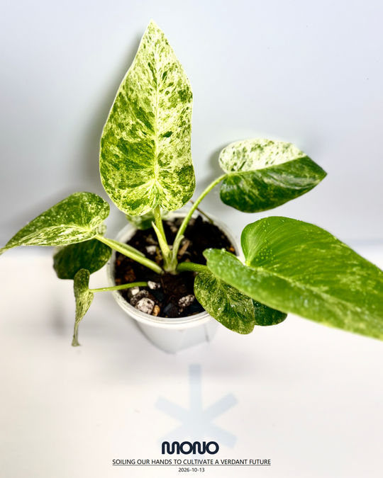 Philodendron Giganteum 'Blizzard'【暴风雪蔓绿绒】[PHGGBL]