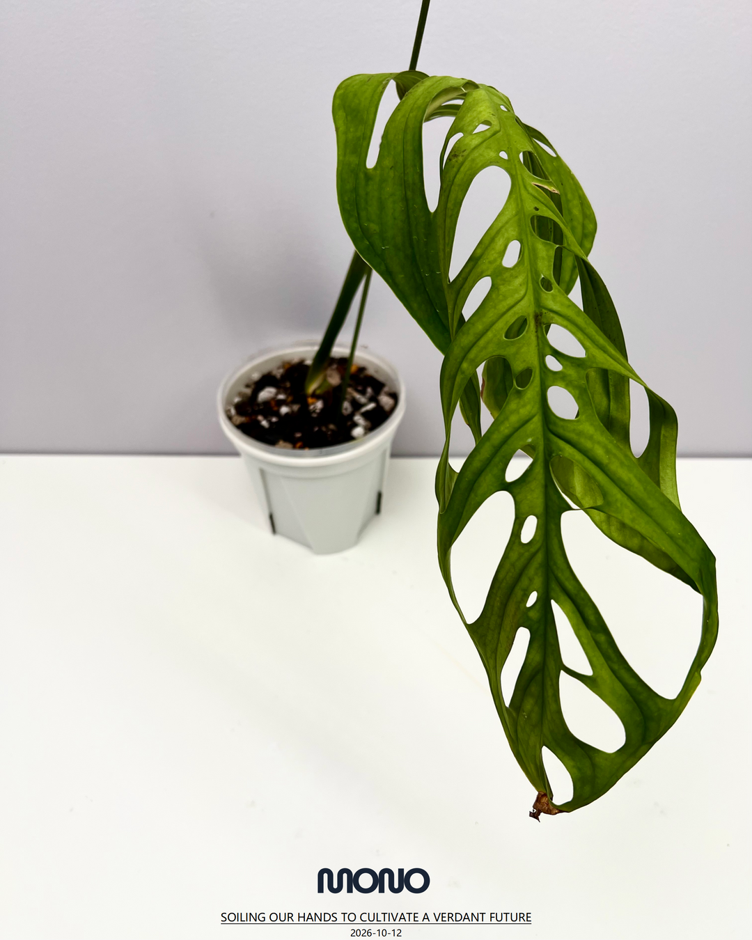 Monstera Esqueleto【Giant】【斜叶巨洞】[MEGIAN]