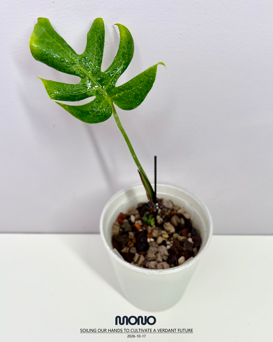 Monstera Deliciosa 'Compacta'【侏儒】[MDCOMP]