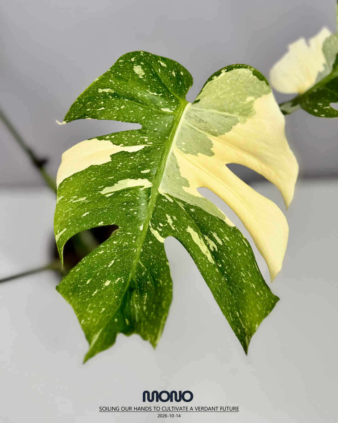 Monstera Deliciosa 'Fishbone'【鱼骨龟背竹】[MDFIBO]