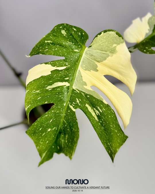 Monstera Deliciosa 'Fishbone'【鱼骨龟背竹】[MDFIBO]