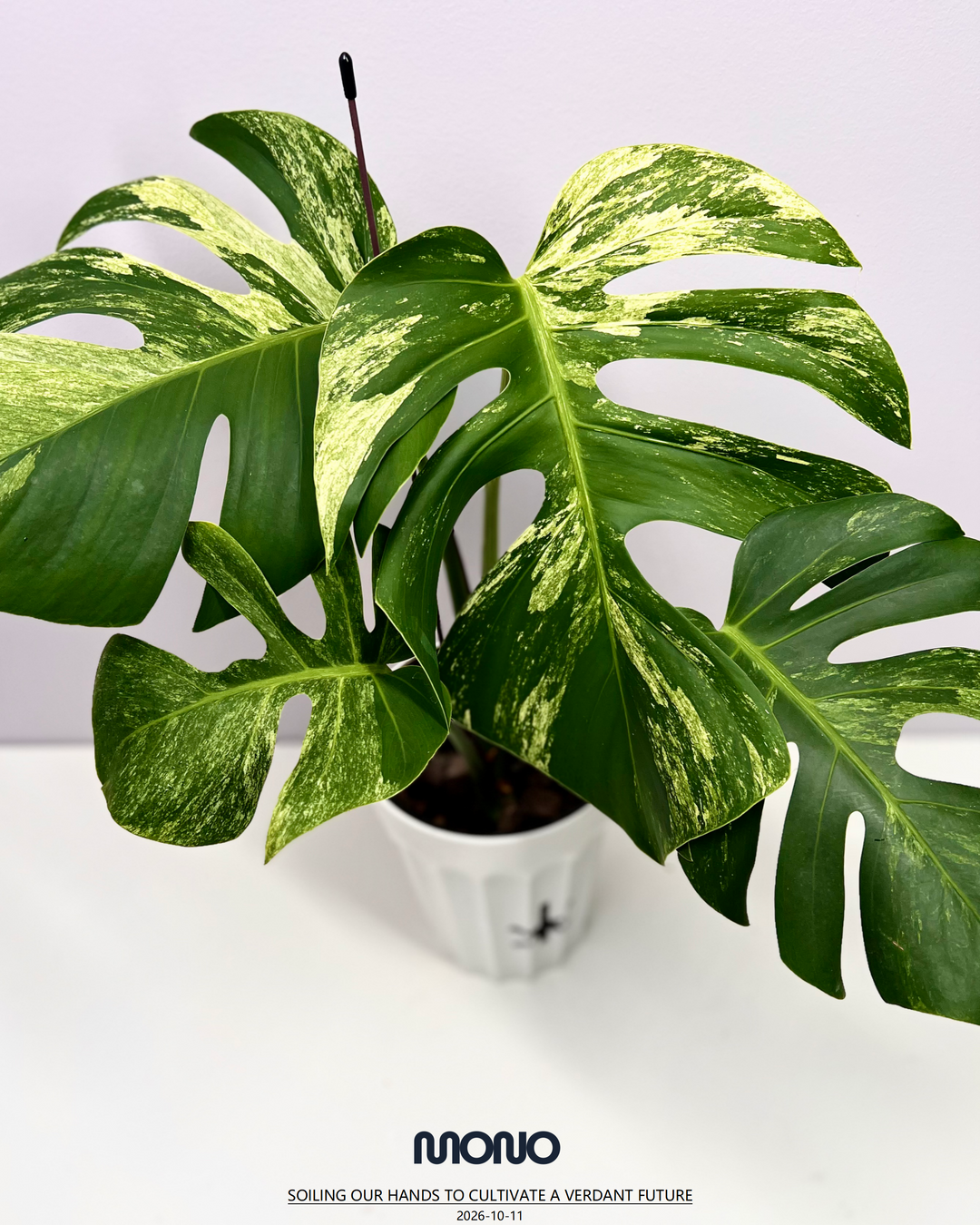 Monstera Deliciosa【Thai Jungle Mint】【泰国薄荷】[MDTHJM]