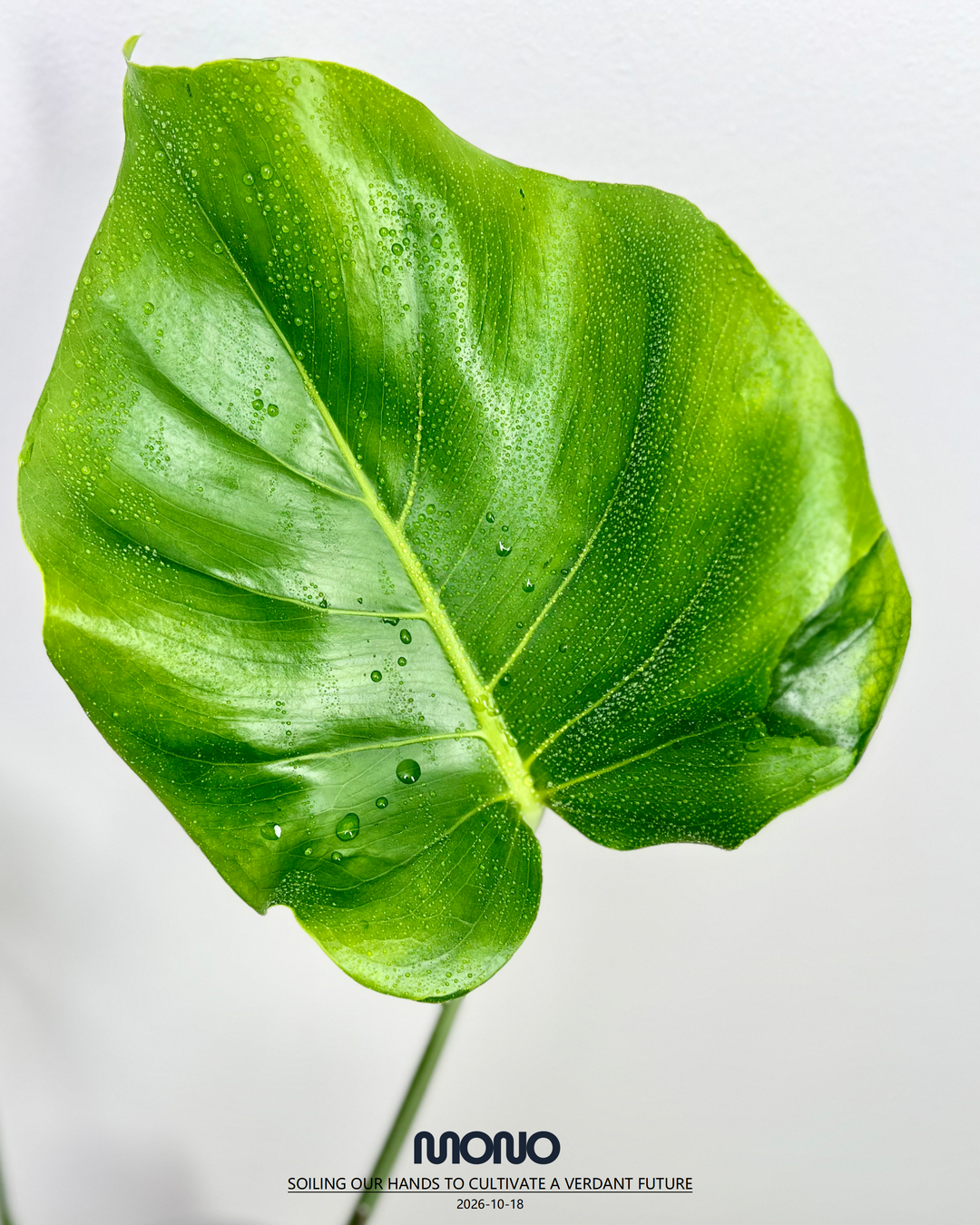 Monstera Deliciosa 'Blue Mist Lava'【青雾熔岩】[MDBMLA]
