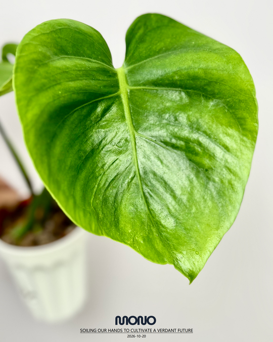 Monstera Deliciosa 'Poision Frog'【绿箭蛙】[MDPOFR]