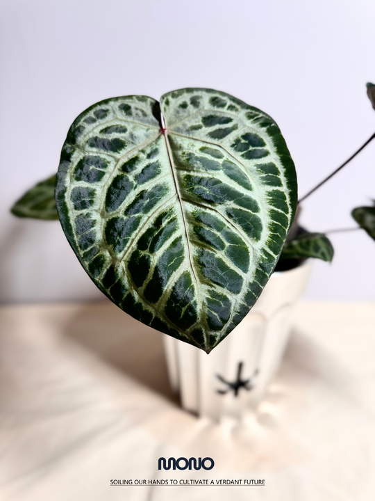 [Equator]【活性保持·荆棘鸟】Anthurium 'Thornbird'