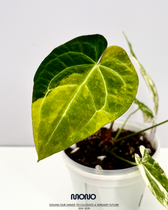 [Mono]【莫若·Papi锦】Anthurium Papillilaminum Albo Var.