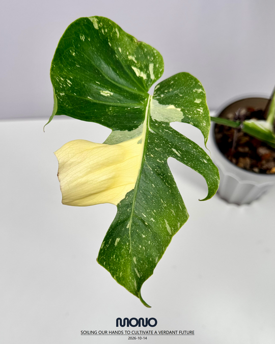 Monstera Deliciosa 'Fishbone'【鱼骨龟背竹】[MDFIBO]