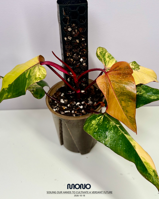 Philodendron 'Strawberry Shake'【草莓奶昔】[PHSTSH]