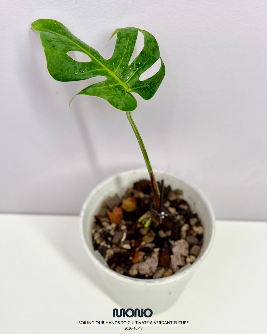 Monstera Deliciosa 'Compacta'【侏儒】[MDCOMP]