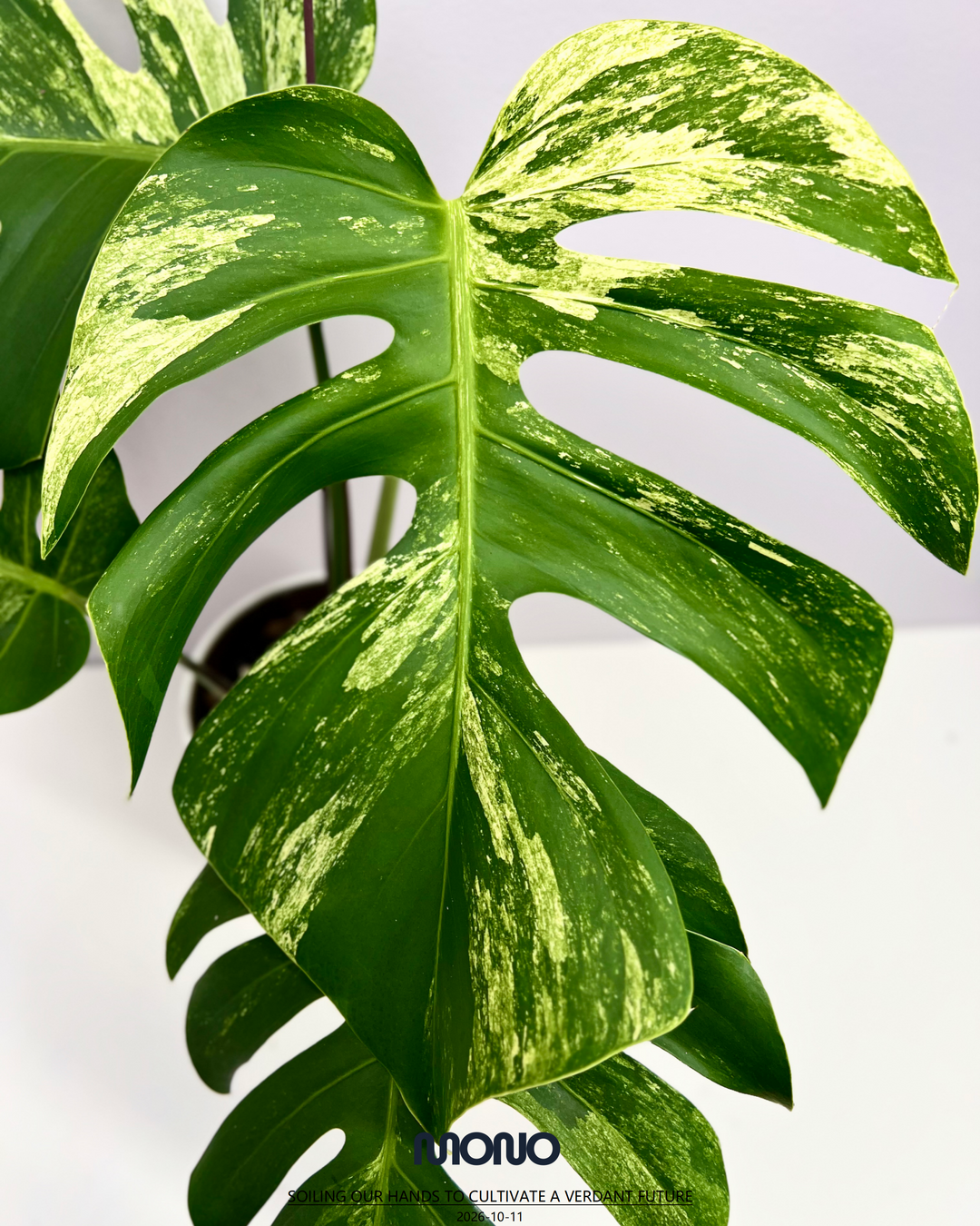 Monstera Deliciosa【Thai Jungle Mint】【泰国薄荷】[MDTHJM]