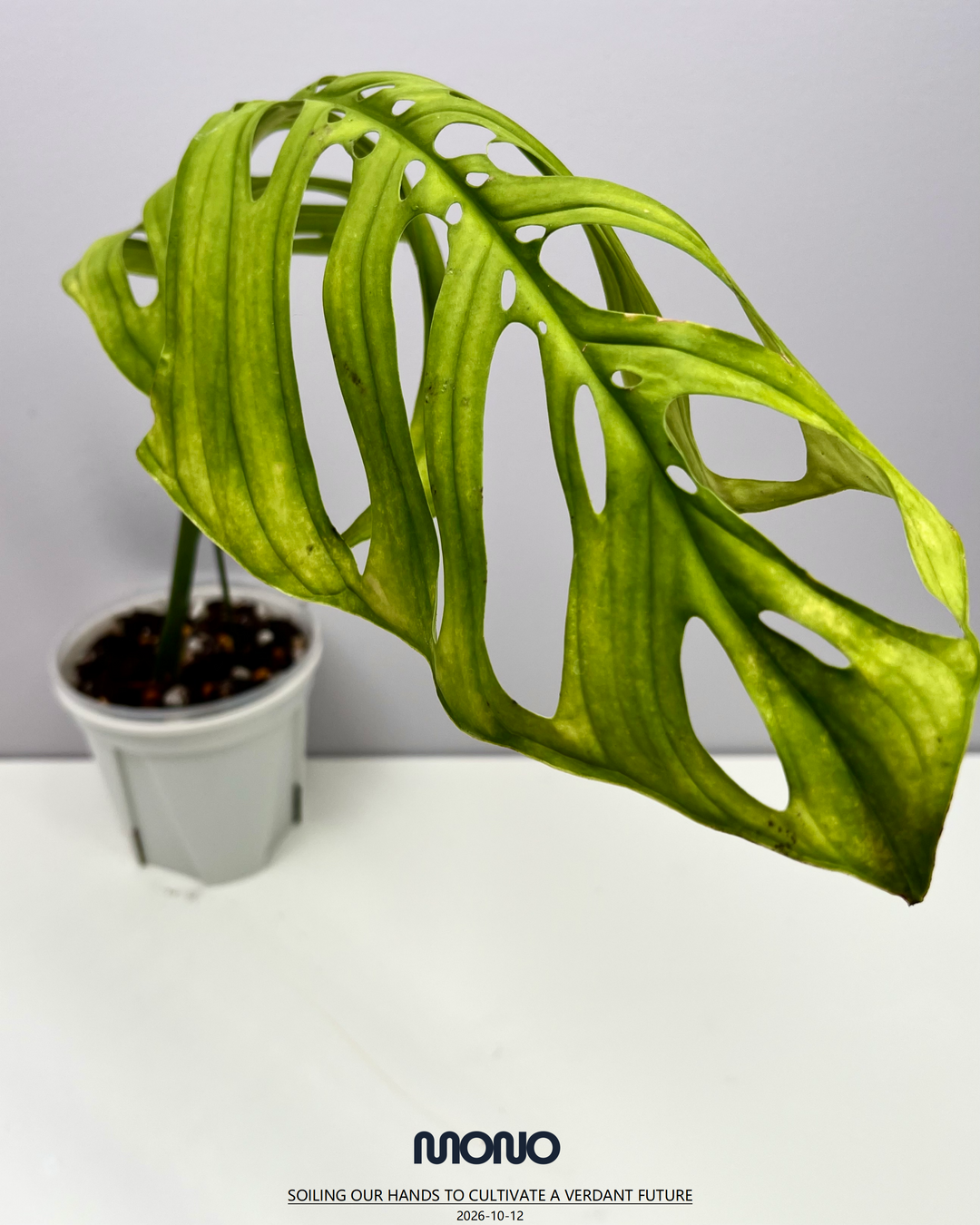 Monstera Esqueleto【Giant】【斜叶巨洞】[MEGIAN]