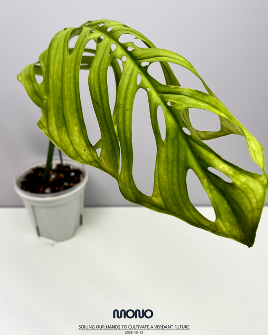 Monstera Esqueleto【Giant】【斜叶巨洞】[MEGIAN]