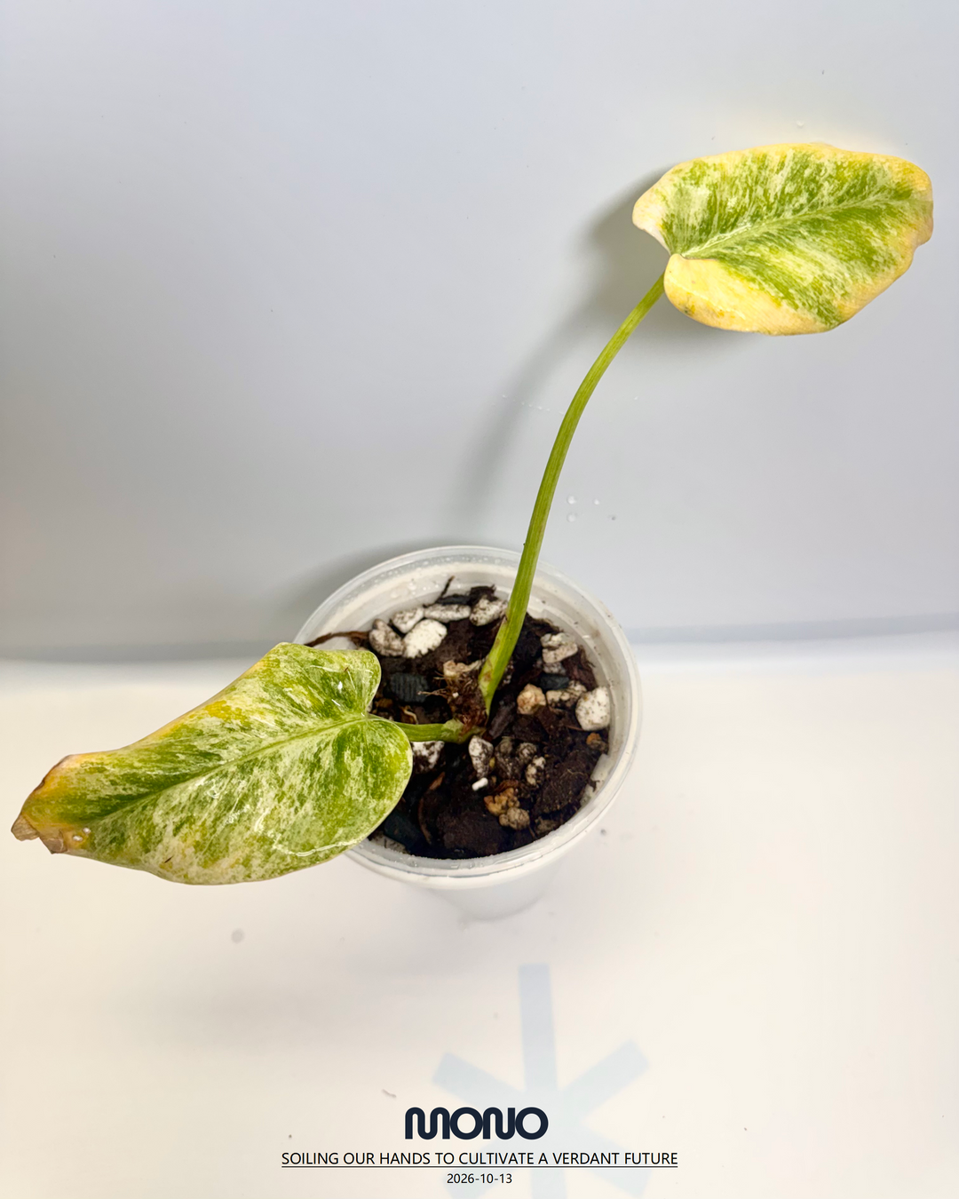 Philodendron Giganteum 'Blizzard'【暴风雪蔓绿绒】[PHGGBL]
