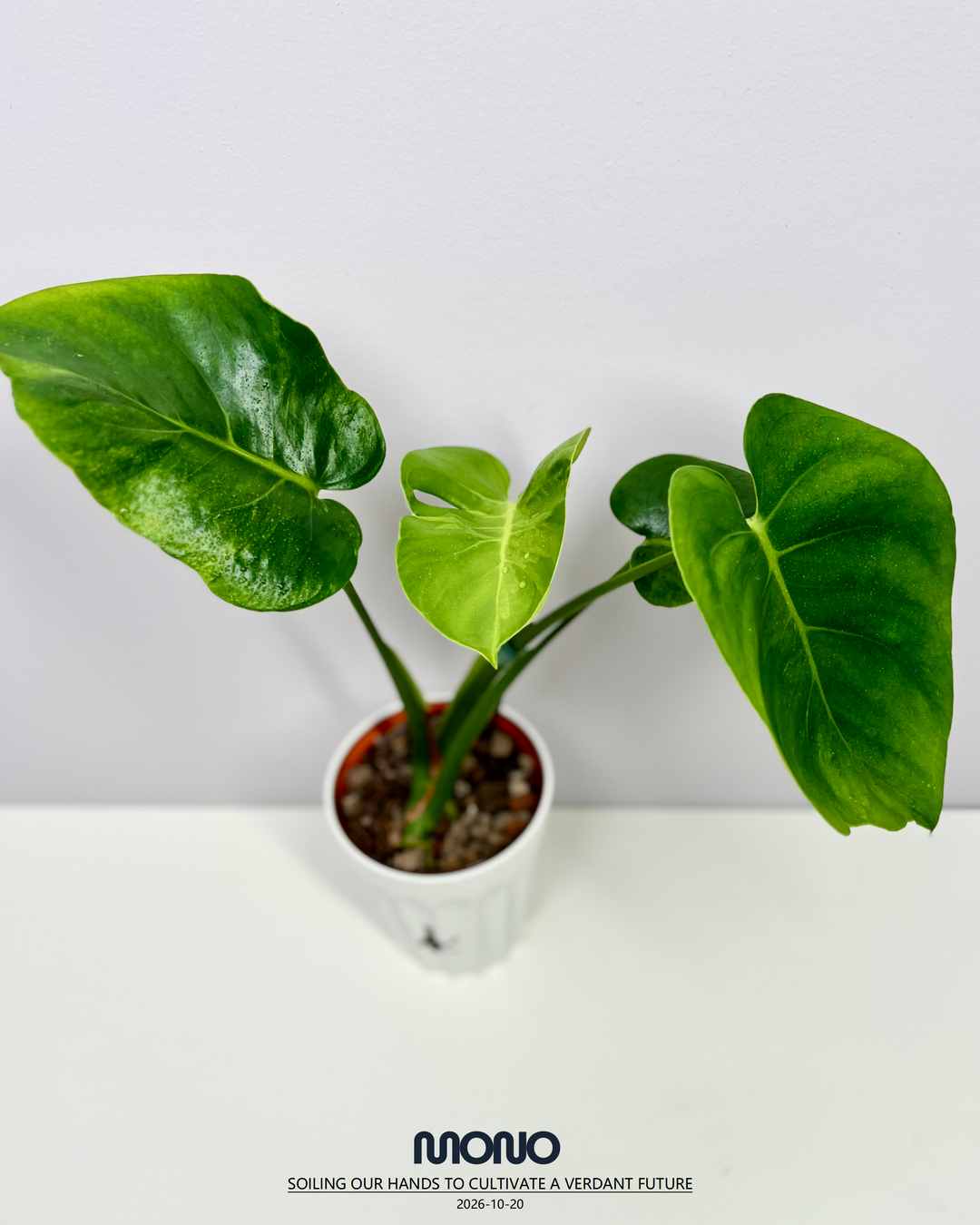 Monstera Deliciosa 'Poision Frog'【绿箭蛙】[MDPOFR]