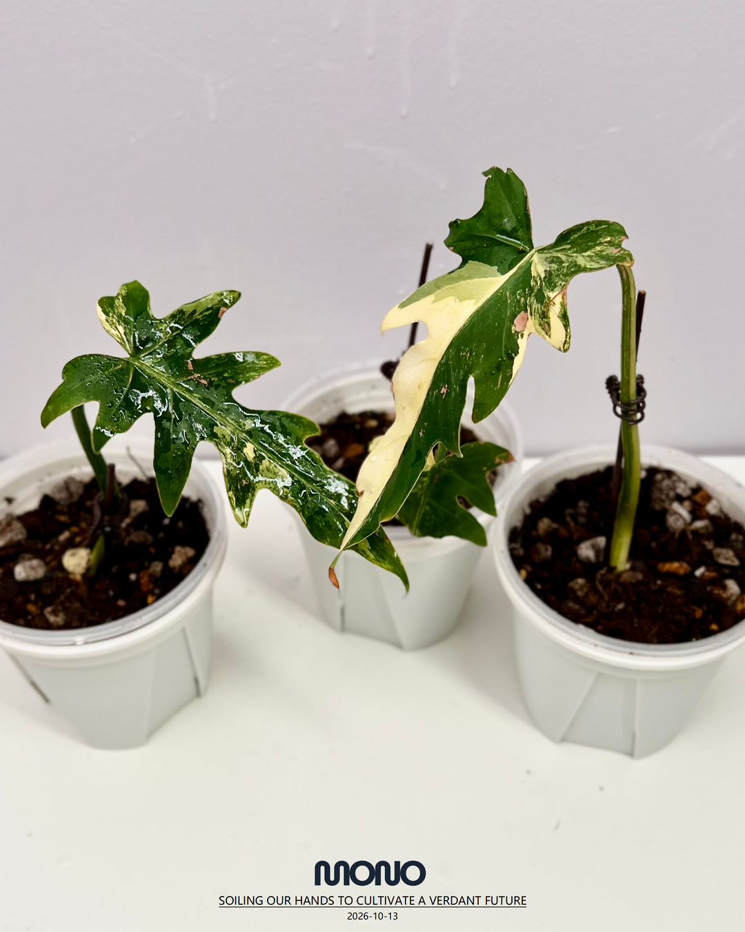 Philodendron 'Radiatum' Aurea Var.【黄锦辐射蔓绿绒】[PHRAAU]