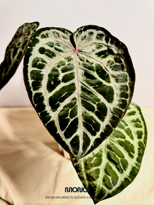 [Equator]【活性保持·荆棘鸟】Anthurium 'Thornbird'