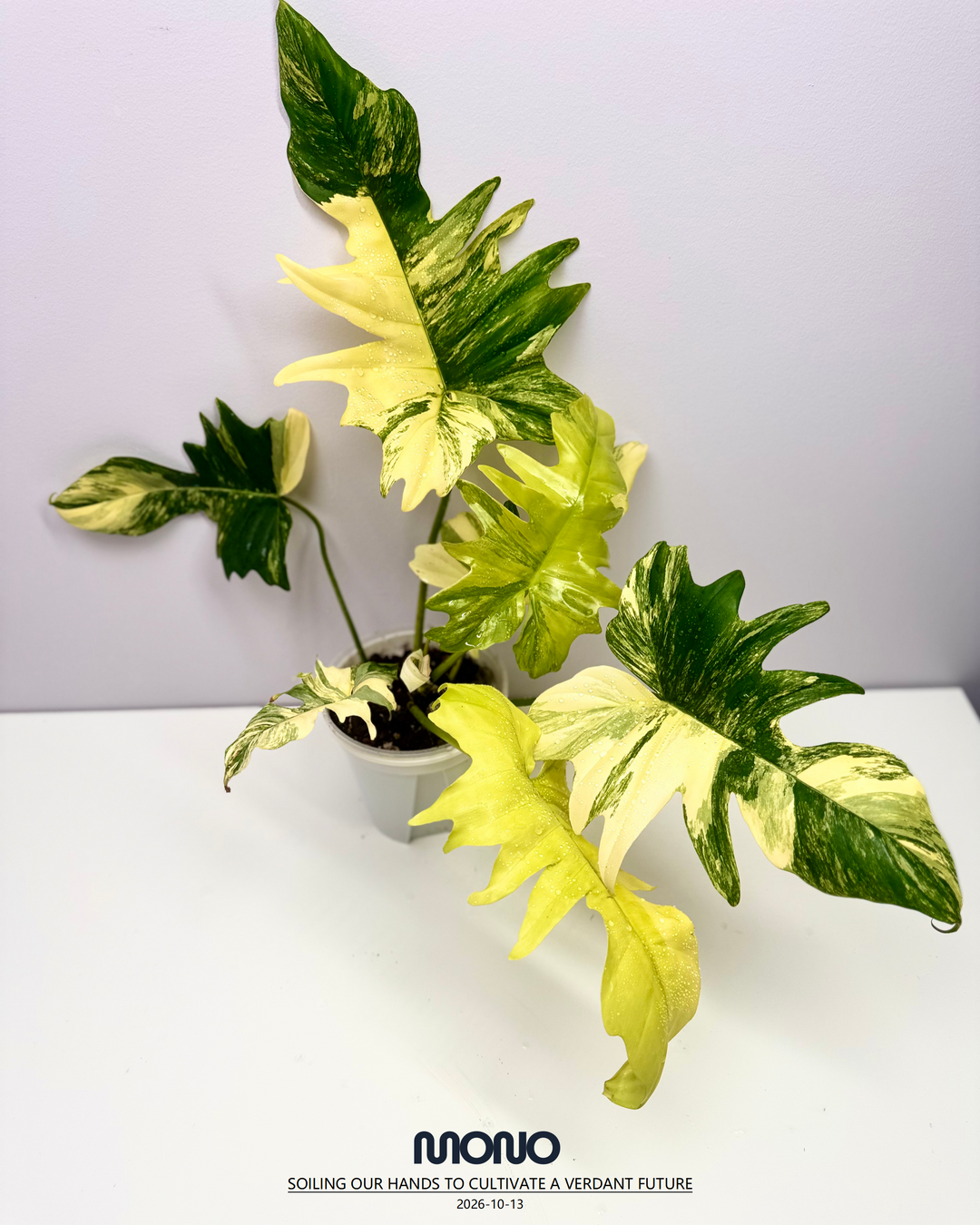 Philodendron 'Florida Beauty x Mayoi'【美人羽裂蔓绿绒】[PHFBMA]