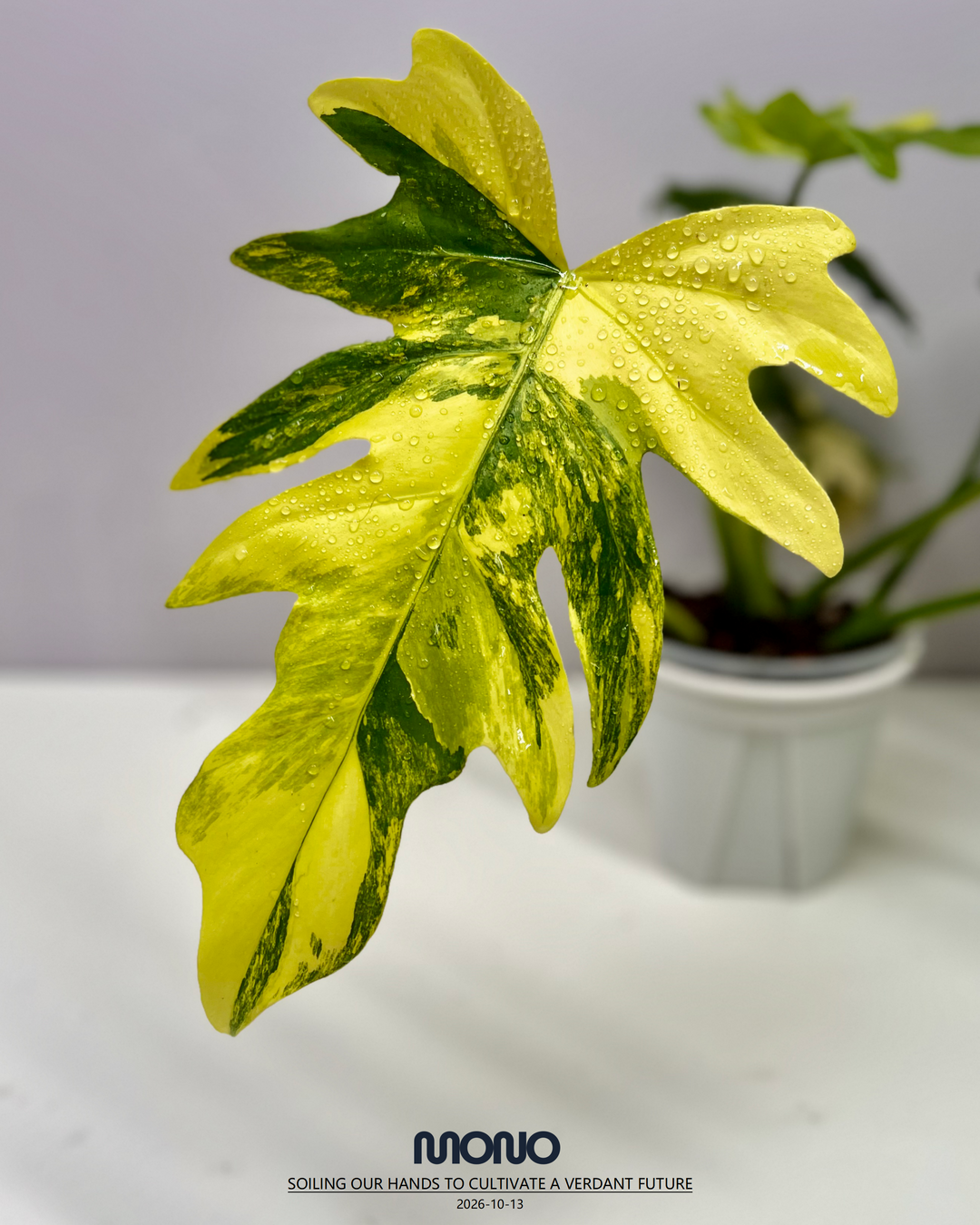 Philodendron 'Radiatum' Aurea Var.【黄锦辐射蔓绿绒】[PHRAAU]