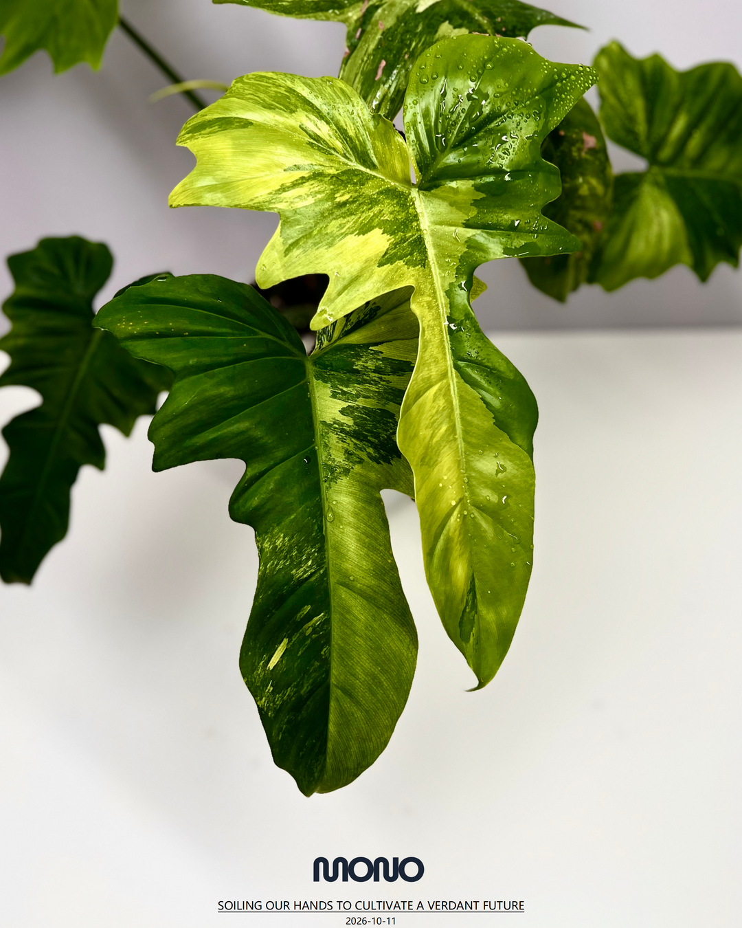 Philodendron【Goldendragon】Aurea Variegation【金龙蔓绿绒】