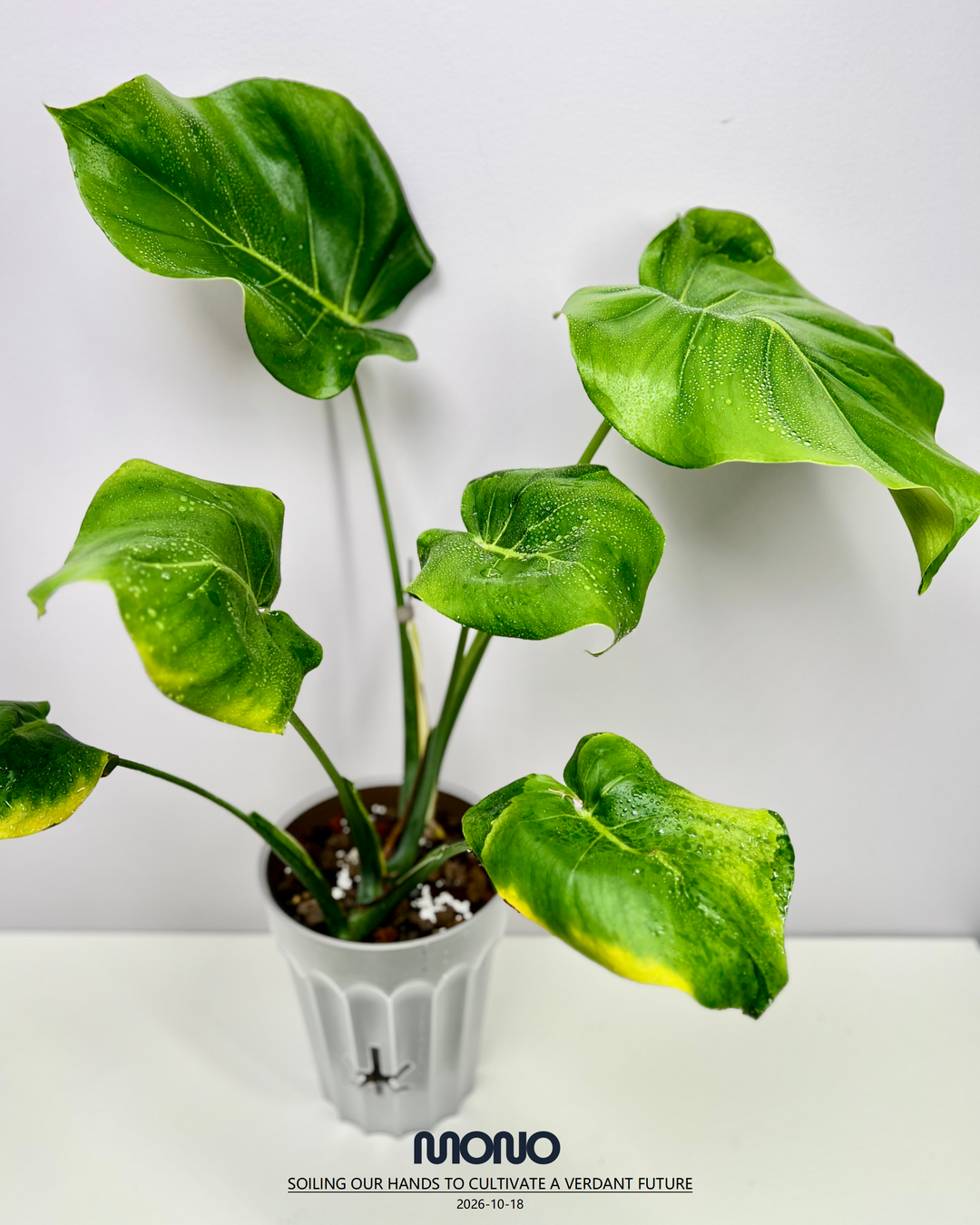 Monstera Deliciosa 'Blue Mist Lava'【青雾熔岩】[MDBMLA]