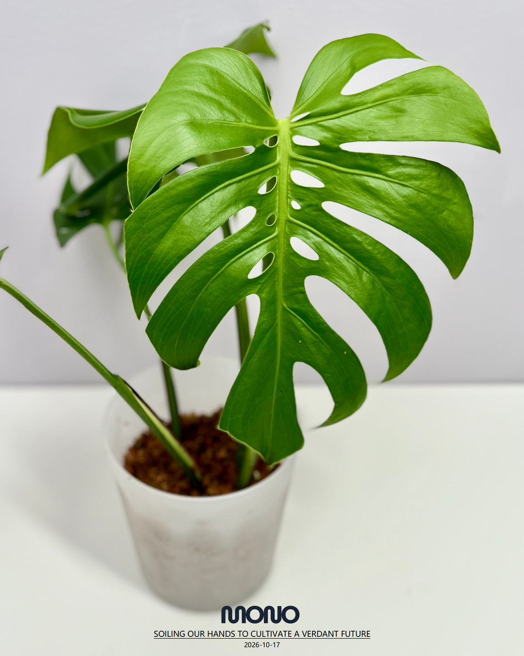 Monstera Deliciosa 'Compacta'【侏儒】[MDCOMP]